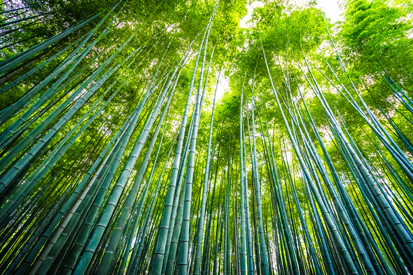Foresta di Bambù 30x20